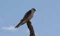 black shoulder kite